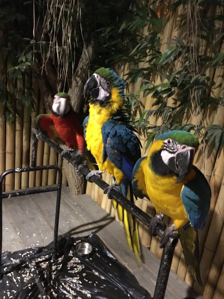 Macaw Papağanalarım