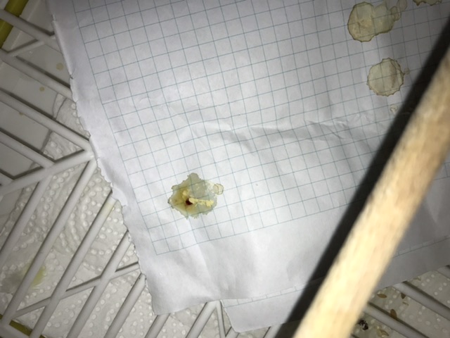 Muhabbet kuşu kanlı ishal