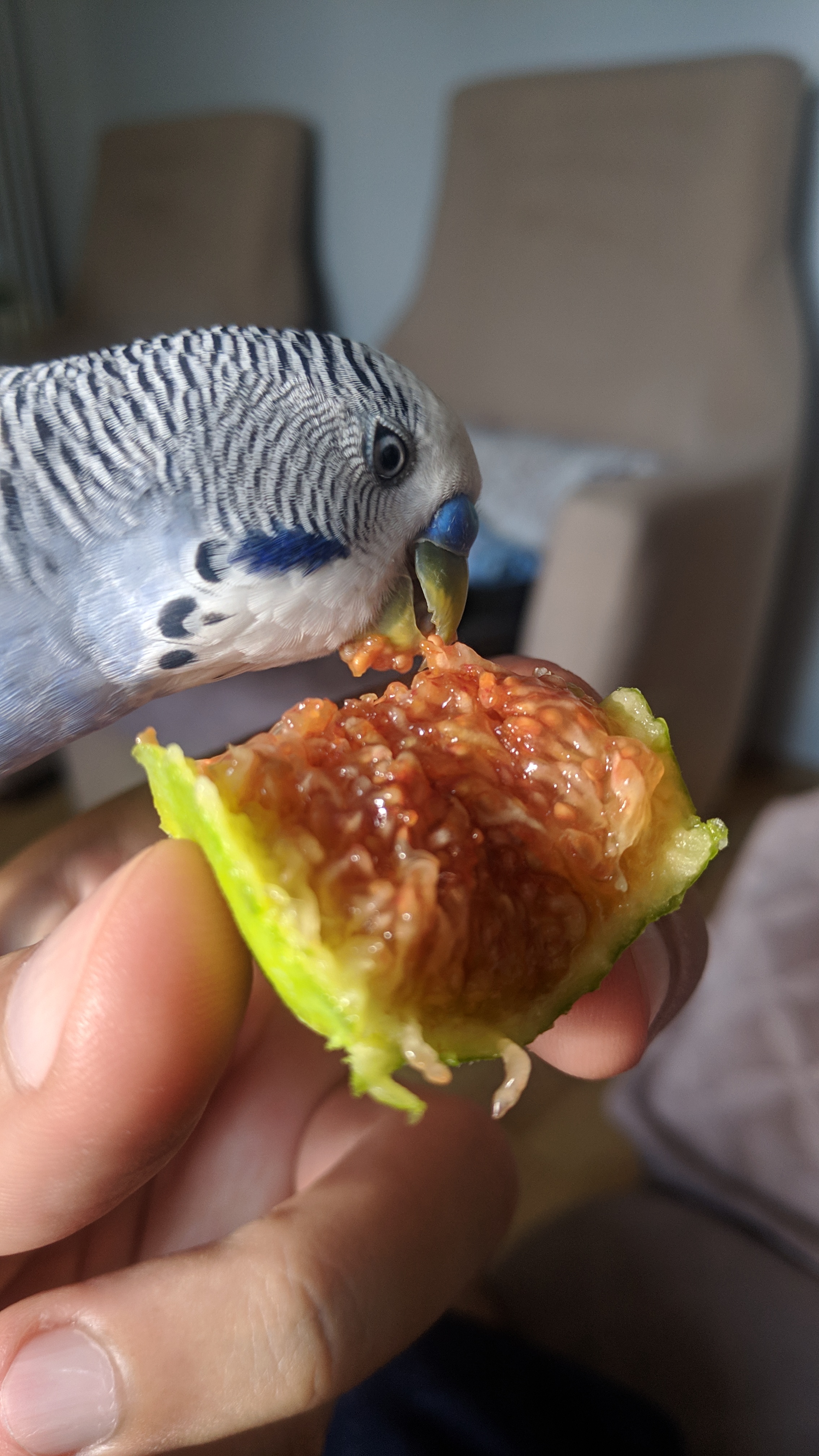 PIRPIR incir yiyor.
