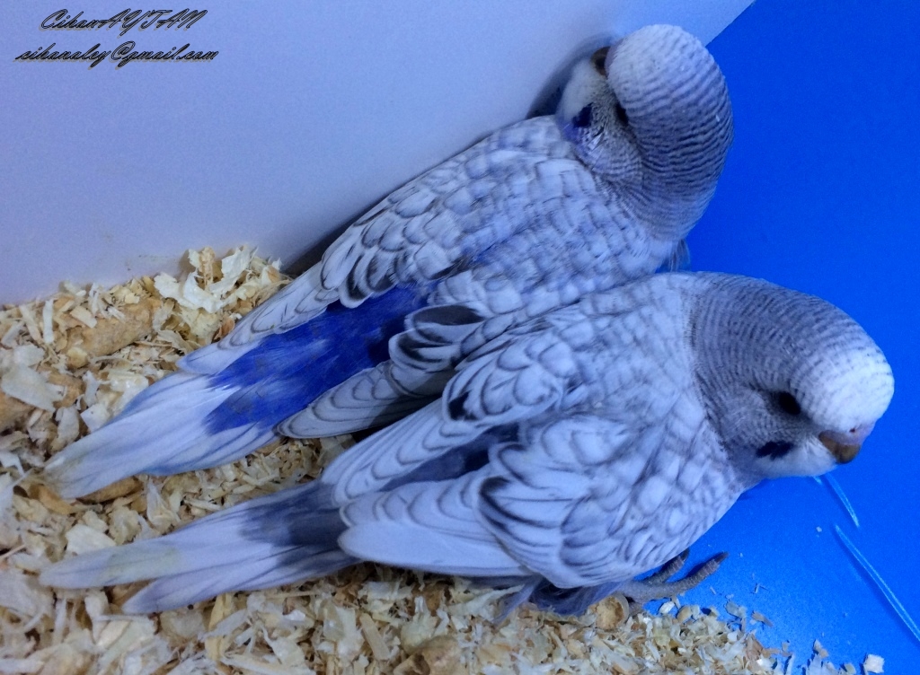 Spangle mavi muhabbet kuşu | Muhabbet Kuşu Forumu - Muhabbetkusu.com.tr