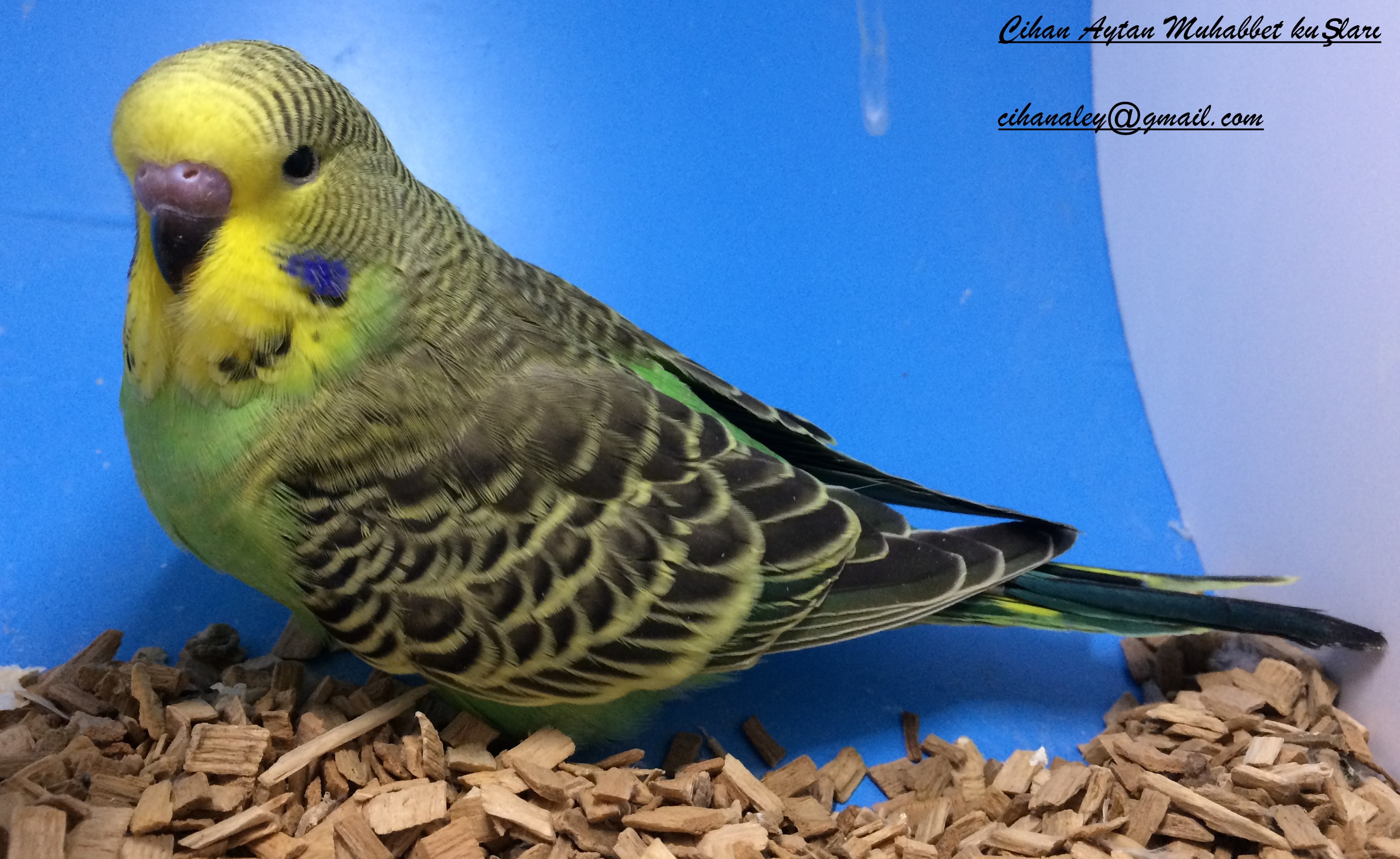 yeşilin en yeşili yeşil muhabbet kuşu bebek Muhabbet