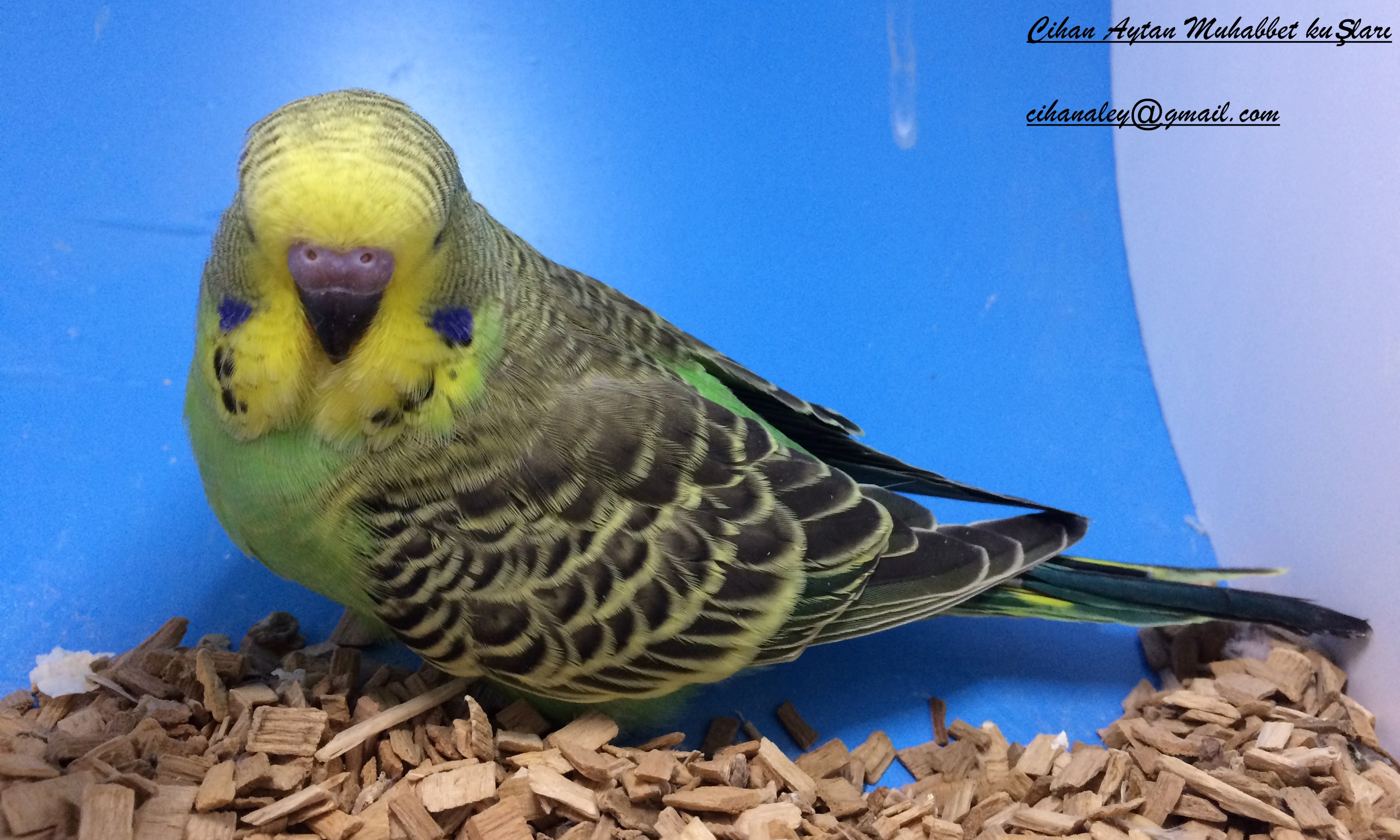 yeşilin en yeşili yeşil muhabbet kuşu bebek Muhabbet